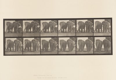 Levy 734. Elefantit; Kaksi, kävely tekijältä Eadweard Muybridge