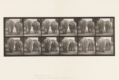 Levy 735. Elefantit; Kaksi, kävely tekijältä Eadweard Muybridge