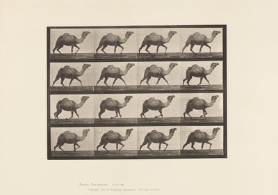 Levy 736. Egyptin kameli; Raastava tekijältä Eadweard Muybridge