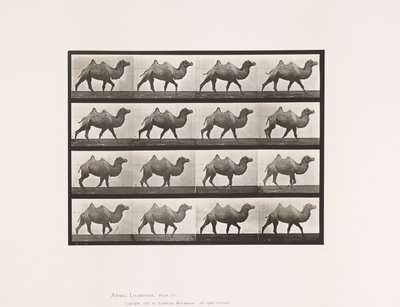 Levy 737. Bactrian Camel; Kävely tekijältä Eadweard Muybridge