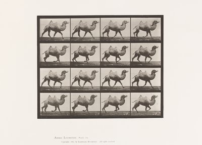 Levy 738. Bactrian Camel; Raastava tekijältä Eadweard Muybridge