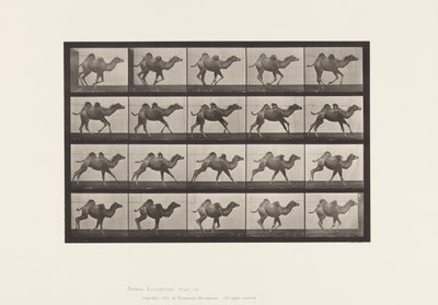 Levy 740. Bactrian Camel; (Nuori), Laukkaa tekijältä Eadweard Muybridge