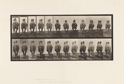 Levy 741. Bactrian Camel; A, kävely; B, teline tekijältä Eadweard Muybridge