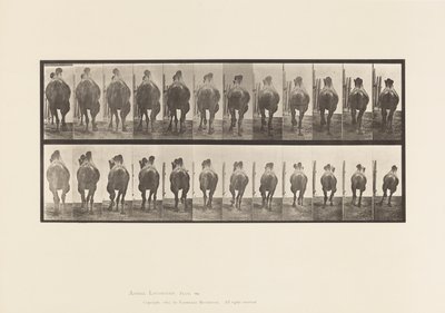 Levy 742. Bactrian Camel; A, telineet; B, laukkaa tekijältä Eadweard Muybridge