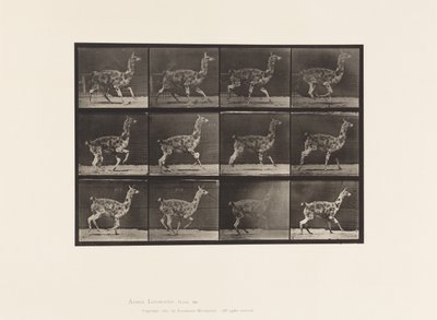 Levy 743. Guanaco; Laukkaa tekijältä Eadweard Muybridge