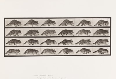 Levy 744. pesukarhu; Kävely; Vaihda laukkaa tekijältä Eadweard Muybridge