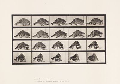 Levy 745. pesukarhu; Kävely; ja Kääntyminen tekijältä Eadweard Muybridge