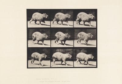 Levy 746. Capybara; Kävely tekijältä Eadweard Muybridge