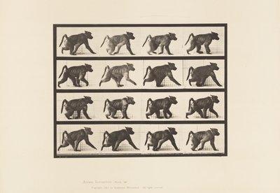 Levy 747. Paviaani; Kävely nelijalkakävelyllä tekijältä Eadweard Muybridge