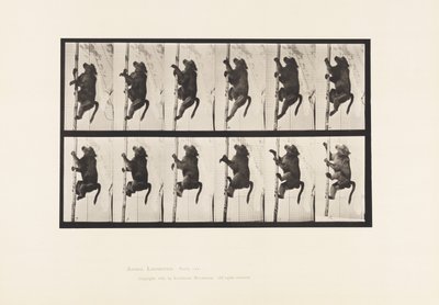 Levy 749. Paviaani; Napakiipeily tekijältä Eadweard Muybridge