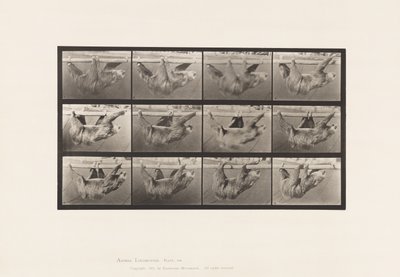 Levy 750. Laiskuus; Kävely, ripustettu vaakatasoon tekijältä Eadweard Muybridge
