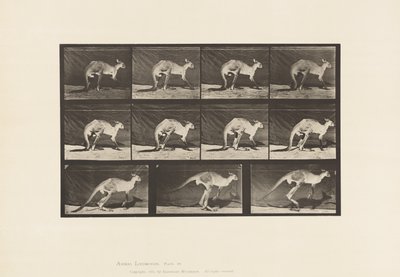 Levy 751. Kenguru; Kävely all-neljällä; Vaihda hyppäämiseen tekijältä Eadweard Muybridge