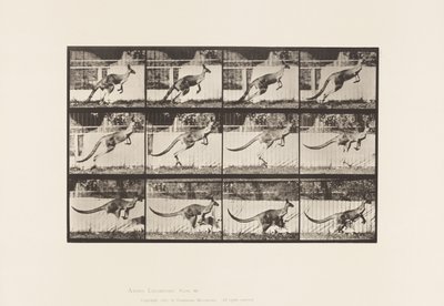 Levy 752. Kenguru; Hyppääminen tekijältä Eadweard Muybridge