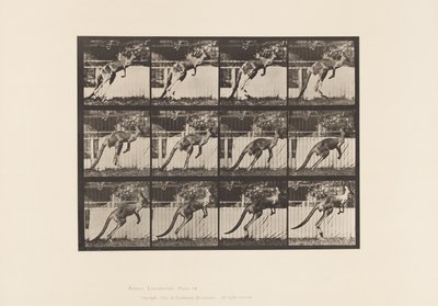Levy 753. Kenguru; Hyppääminen tekijältä Eadweard Muybridge