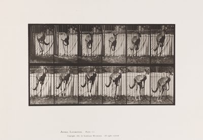 Levy 754. Kenguru; Hyppääminen tekijältä Eadweard Muybridge