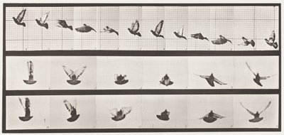 Levy 755. Kyyhkynen; Lentäminen tekijältä Eadweard Muybridge