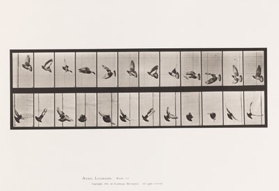 Levy 756. Kyyhkynen; Lentäminen tekijältä Eadweard Muybridge