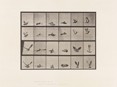 Levy 757. Kyyhkynen; Lentäminen tekijältä Eadweard Muybridge