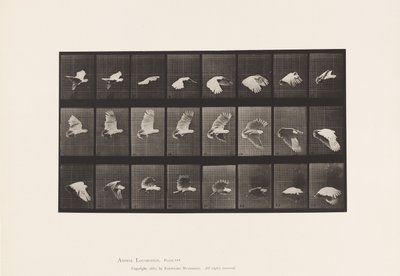 Lauta 758. Kakadu; Lentäminen tekijältä Eadweard Muybridge