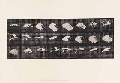 Lauta 759. Kakadu; Lentäminen tekijältä Eadweard Muybridge