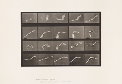 Lauta 760. Kakadu; Lentäminen tekijältä Eadweard Muybridge