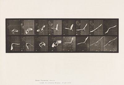 Lauta 761. Kakadu; Lentäminen tekijältä Eadweard Muybridge