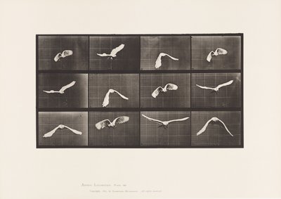 Lauta 762. Kakadu; Lentäminen tekijältä Eadweard Muybridge