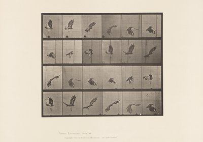 Levy 763. Red-Tailed Hawk; Lentäminen tekijältä Eadweard Muybridge