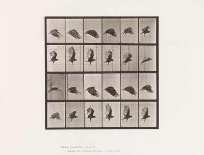 Levy 765. Korppikotka; Lentäminen tekijältä Eadweard Muybridge