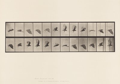 Levy 766. Korppikotka; Lentäminen tekijältä Eadweard Muybridge