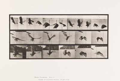 Levy 767. Korppikotka; Lentäminen tekijältä Eadweard Muybridge