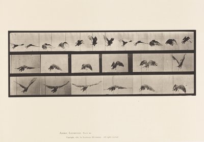 Levy 768. Korppikotka; Lentäminen tekijältä Eadweard Muybridge