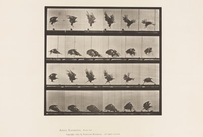 Levy 770. American Eagle; Lentäminen lähellä maata tekijältä Eadweard Muybridge