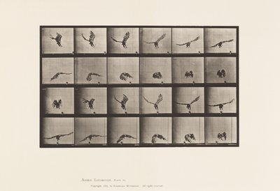 Levy 771. American Eagle; Lentäminen lähellä maata tekijältä Eadweard Muybridge
