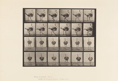 Levy 772. Strutsi; Kävely tekijältä Eadweard Muybridge