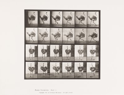 Levy 773. Strutsi; Juoksemassa tekijältä Eadweard Muybridge