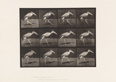 Levy 774. Adjutantti; Kävely tekijältä Eadweard Muybridge