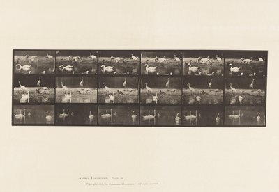 Levy 776. Haikarat; Joutsenet jne, A, B, C tekijältä Eadweard Muybridge