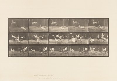 Levy 778. Haikarat; jne, A, B, C tekijältä Eadweard Muybridge
