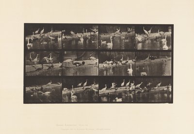 Levy 779. Haikarat; Joutsenet jne. tekijältä Eadweard Muybridge