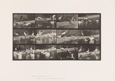 Levy 780. Haikarat; Joutsenet jne. tekijältä Eadweard Muybridge