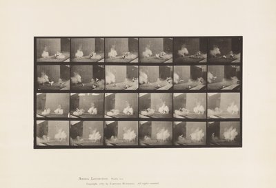 Lauta 781. Kanat; Torpedo pelottaa tekijältä Eadweard Muybridge