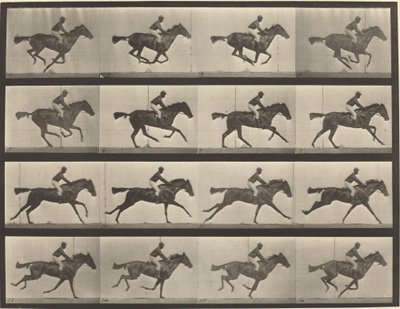 Kilpinumero 626. Laukka, täysiverinen lahdentamma, Annie G. tekijältä Eadweard Muybridge