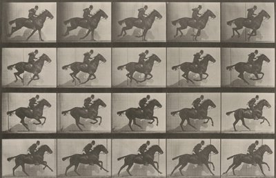 Kuvalaatta numero 628. "Daisy" laukkaa tekijältä Eadweard Muybridge