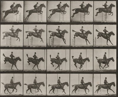 Taulu numero 637. Satuloitu "Daisy" hyppää esteen yli, ylittää sen, laskeutuu ja palautuu tasapainoon tekijältä Eadweard Muybridge
