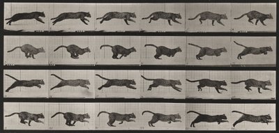 Taulu numero 720. Kissa; laukkaa tekijältä Eadweard Muybridge