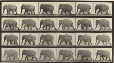 Kilven numero 733. Elefantin kävely tekijältä Eadweard Muybridge