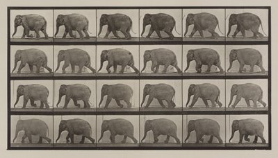 Kilven numero 733. Elefantin kävely tekijältä Eadweard Muybridge