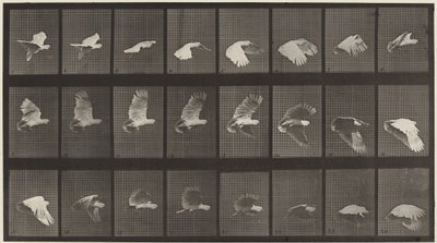 Kilpi numero 758. Kakadu lentää,1887 (kuva) tekijältä Eadweard Muybridge