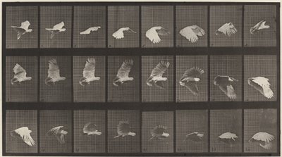Kilven numero 758. Kakadu lentää tekijältä Eadweard Muybridge